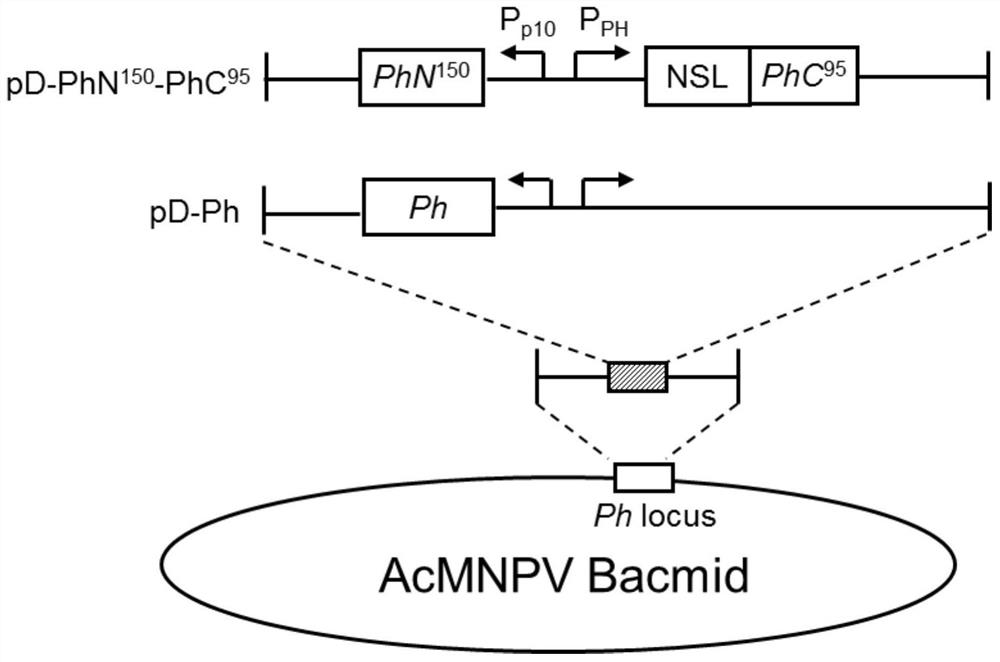 A recombinant plasmid that can be used to package a large amount of exogenous proteins and its construction method and application