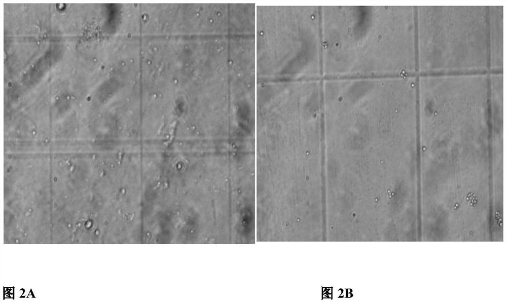 A recombinant plasmid that can be used to package a large amount of exogenous proteins and its construction method and application