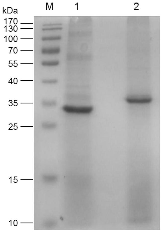 A recombinant plasmid that can be used to package a large amount of exogenous proteins and its construction method and application