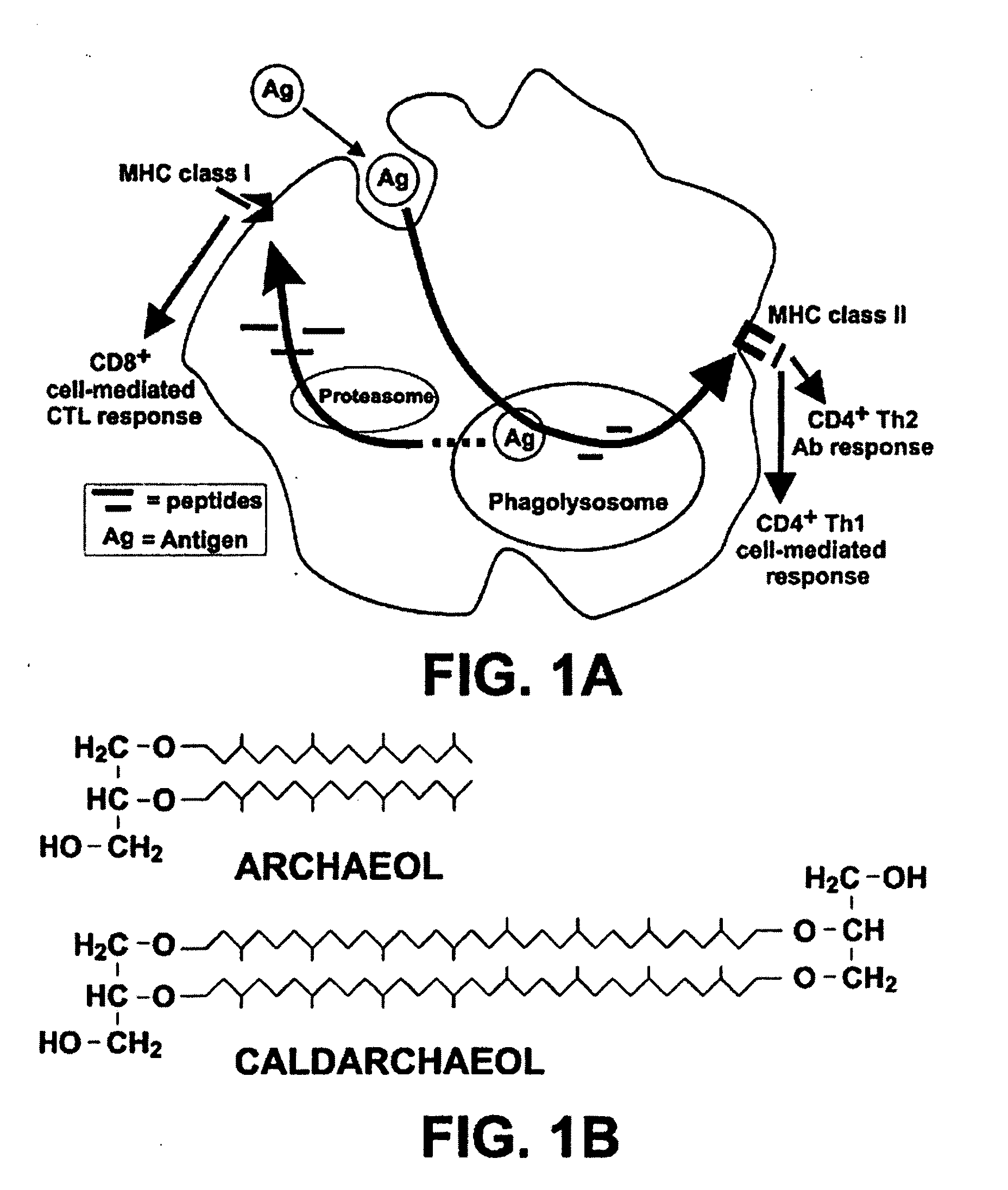 Synthetic Archaeal Glycolipid Adjuvants