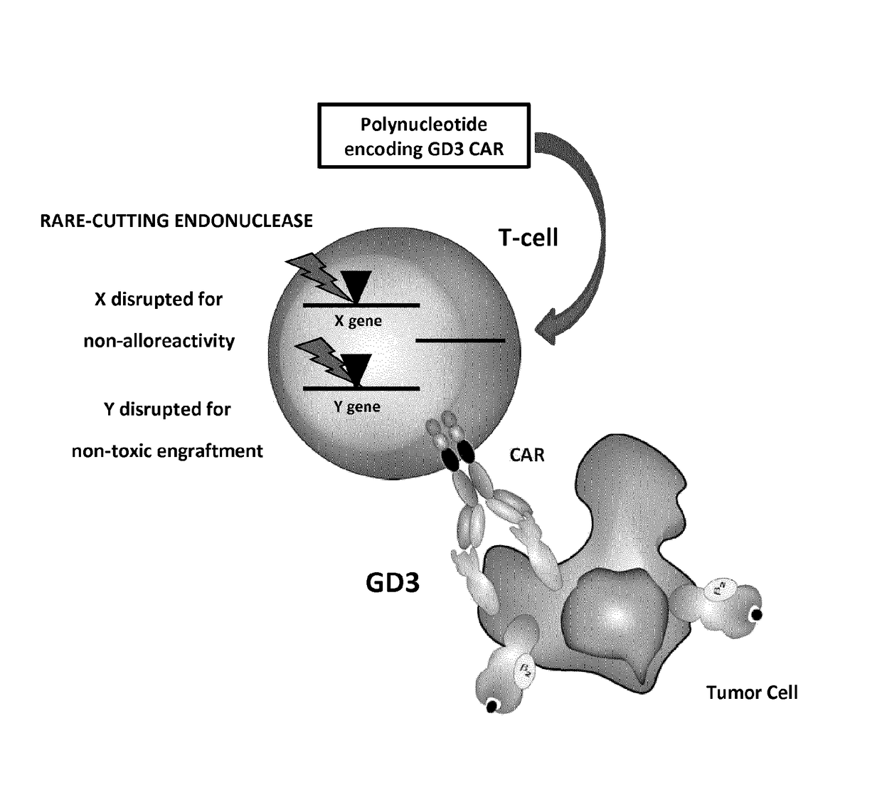 Anti-gd3 specific chimeric antigen receptors for cancer immunotherapy