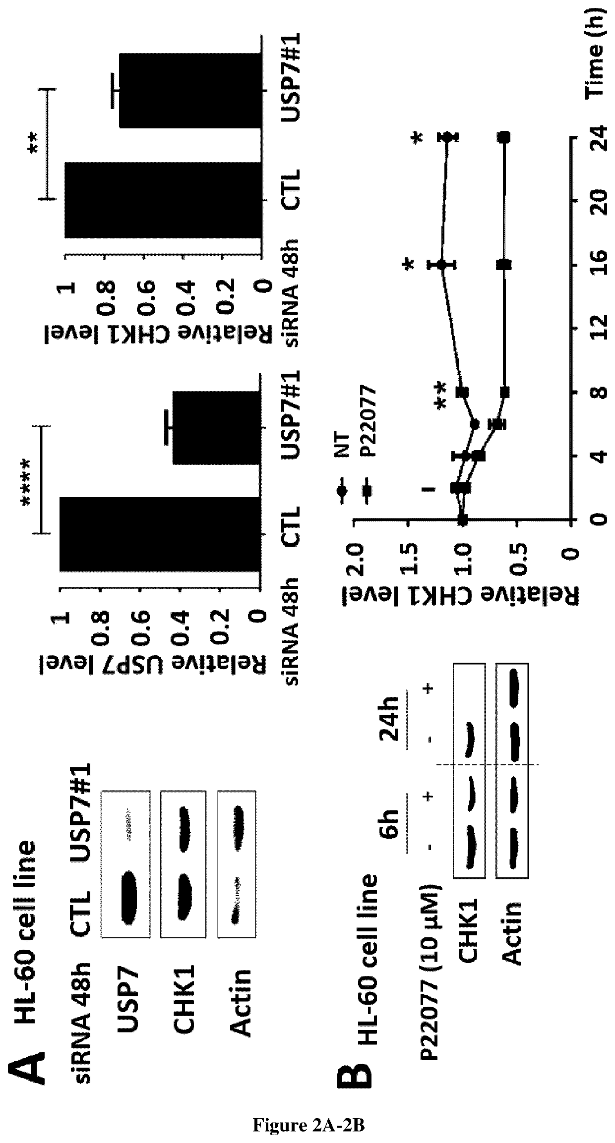 Use of usp7 inhibitors for the treatment of acute myeloid leukemia (AML)