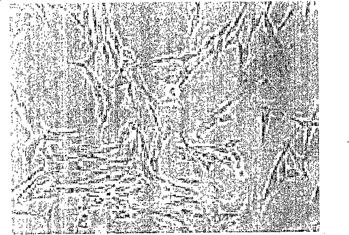 Method of preparing cell for transplantation