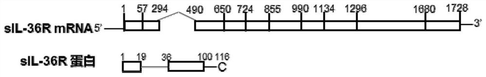 Soluble receptor sIL-36R of IL-36 and application of soluble receptor sIL-36R