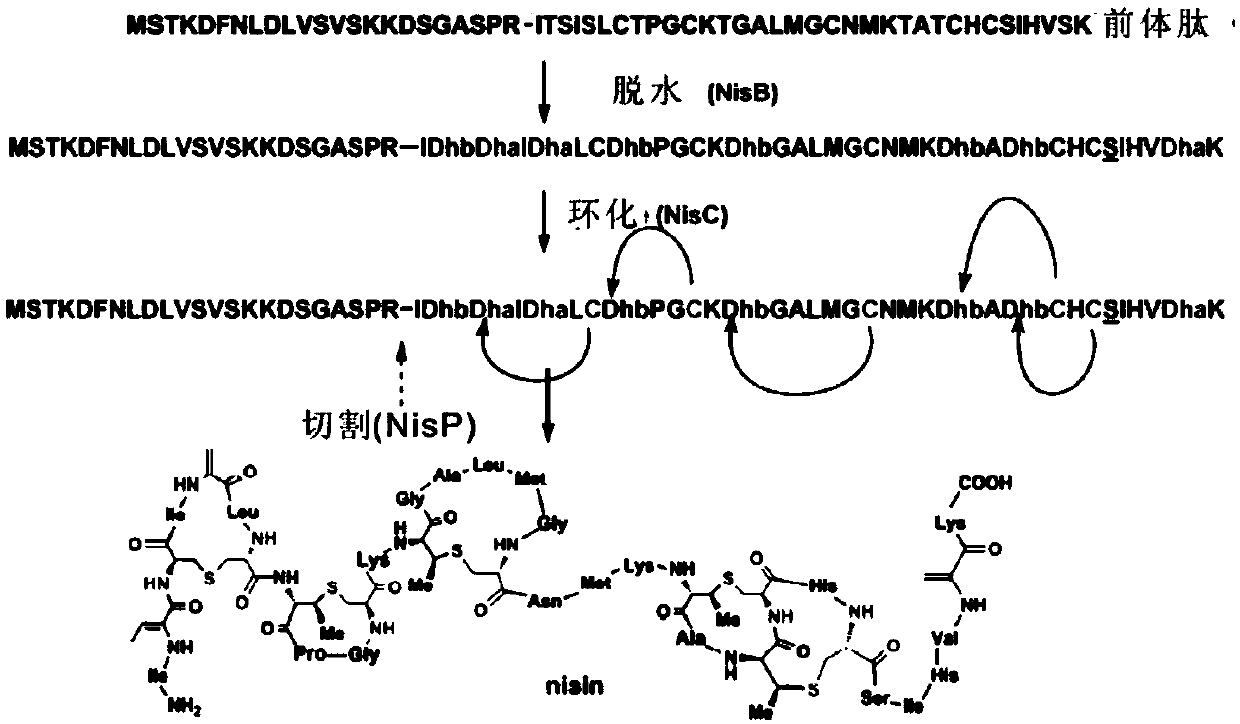 Isolated polypeptide and application thereof