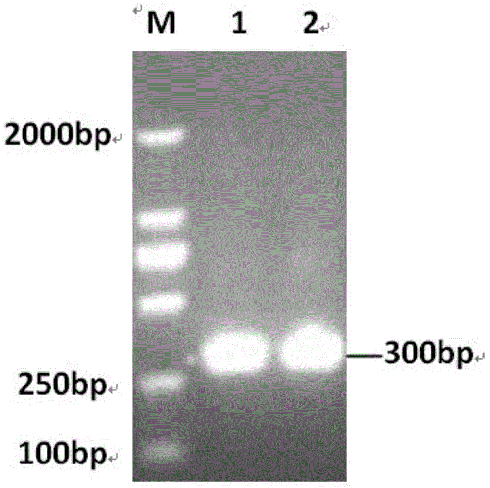 EⅢ-indirect elisa antibody detection kit and application for detecting porcine Japanese encephalitis virus