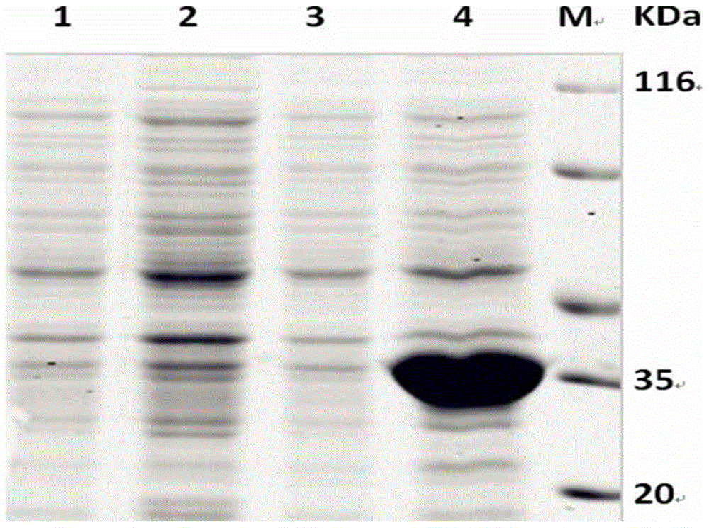 EⅢ-indirect elisa antibody detection kit and application for detecting porcine Japanese encephalitis virus