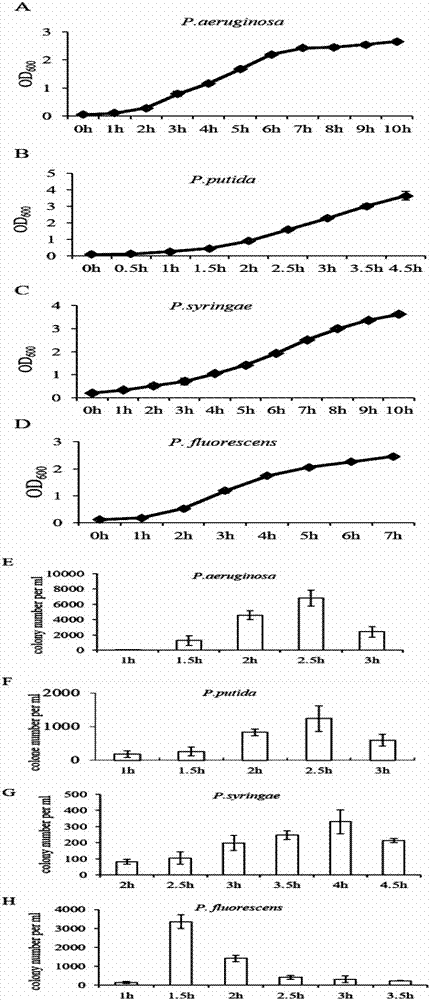 Novel recombination system in pseudomonas and application thereof