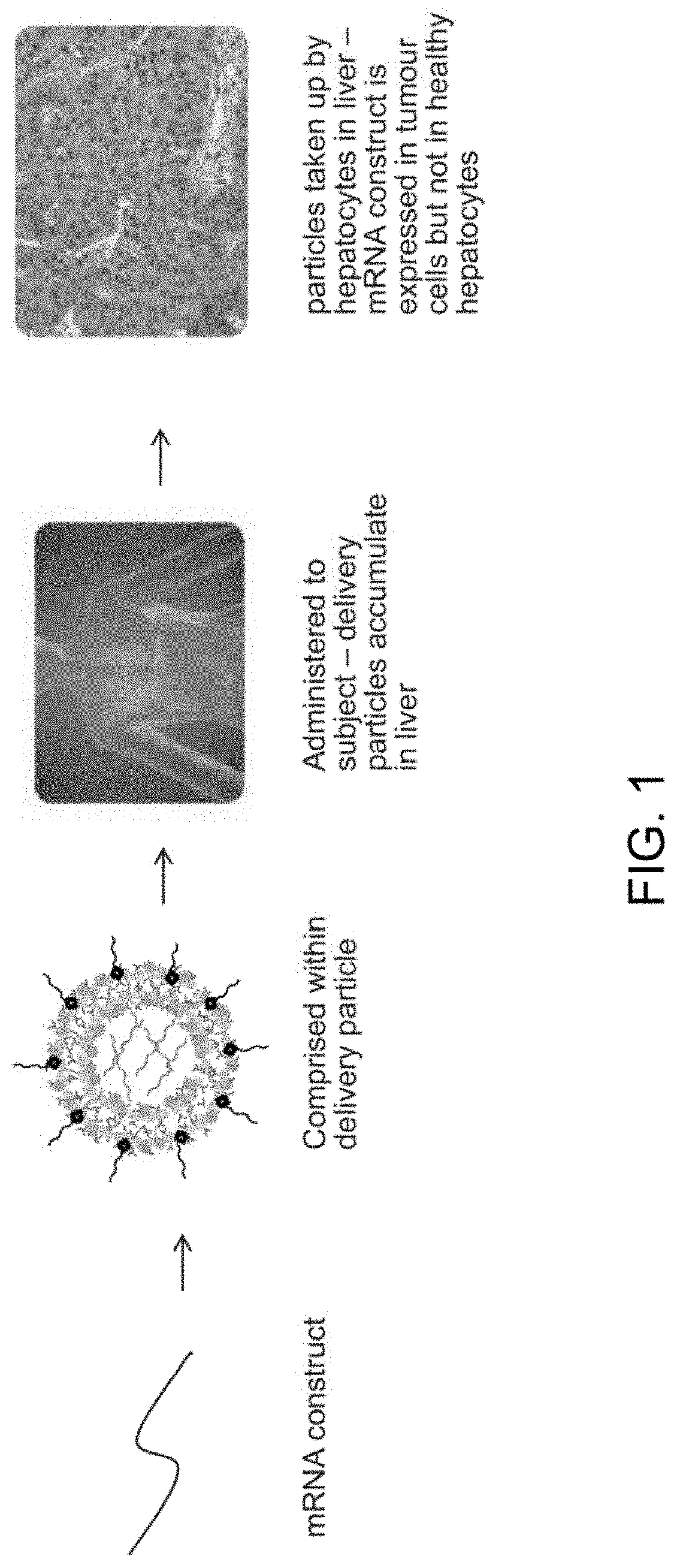 Compositions and processes for targeted delivery, expression and modulation of coding ribonucleic acids in tissue