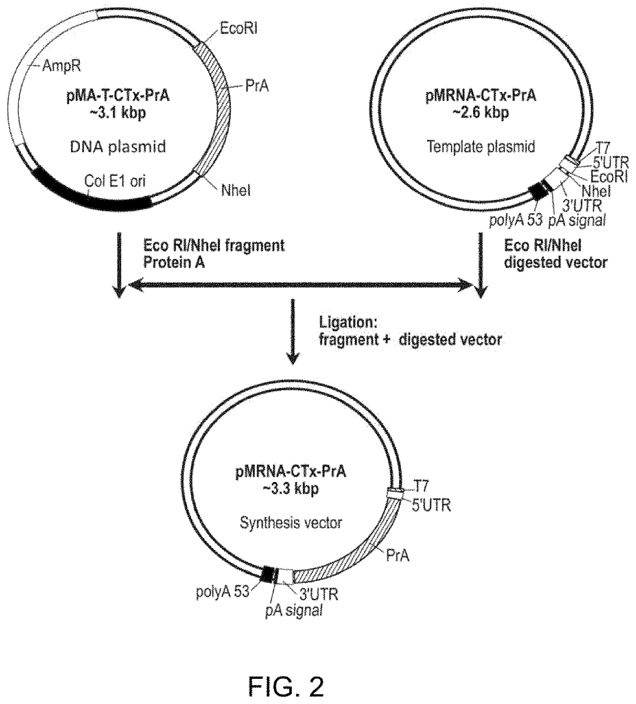 Compositions and processes for targeted delivery, expression and modulation of coding ribonucleic acids in tissue