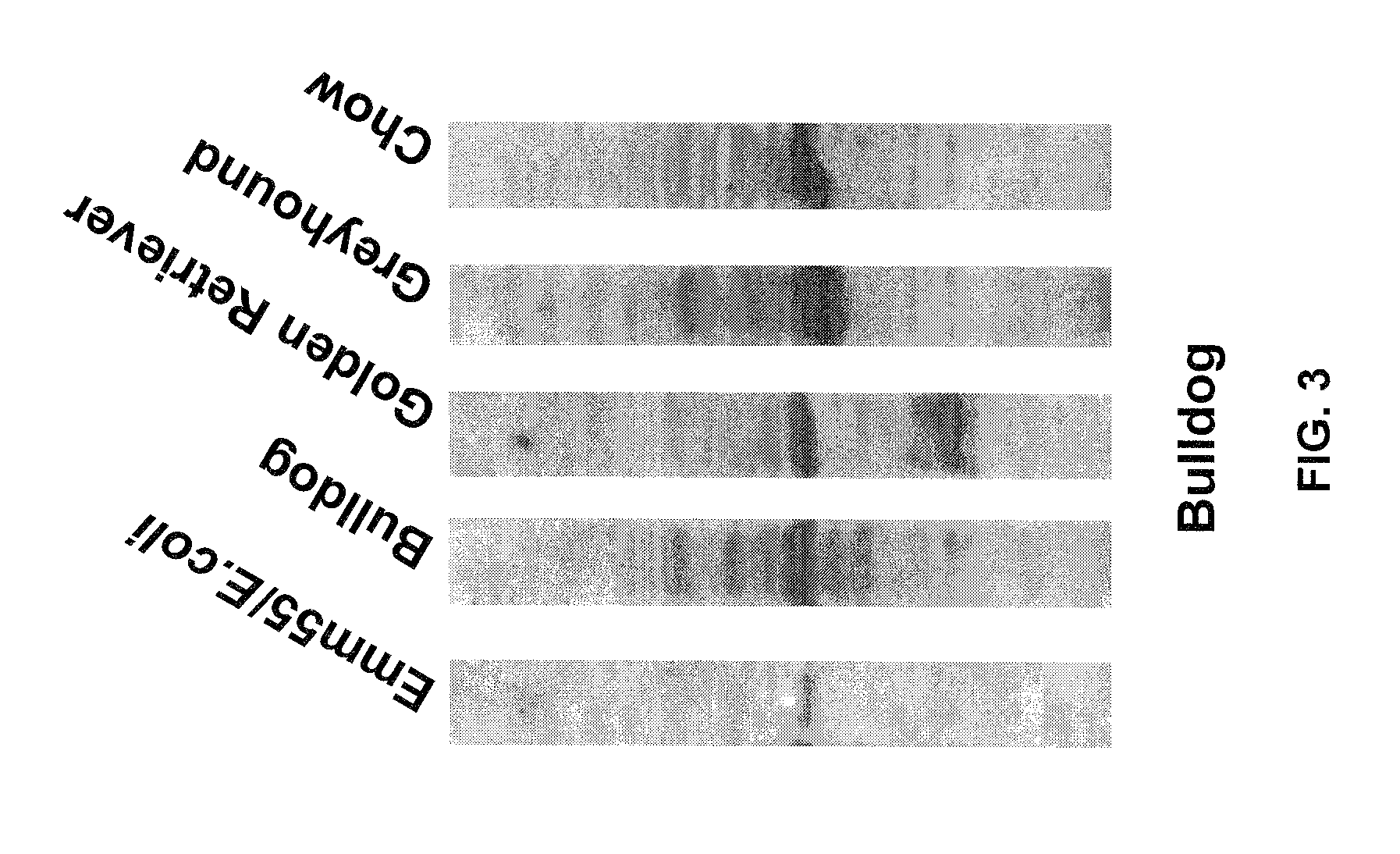 Tumor cell vaccines