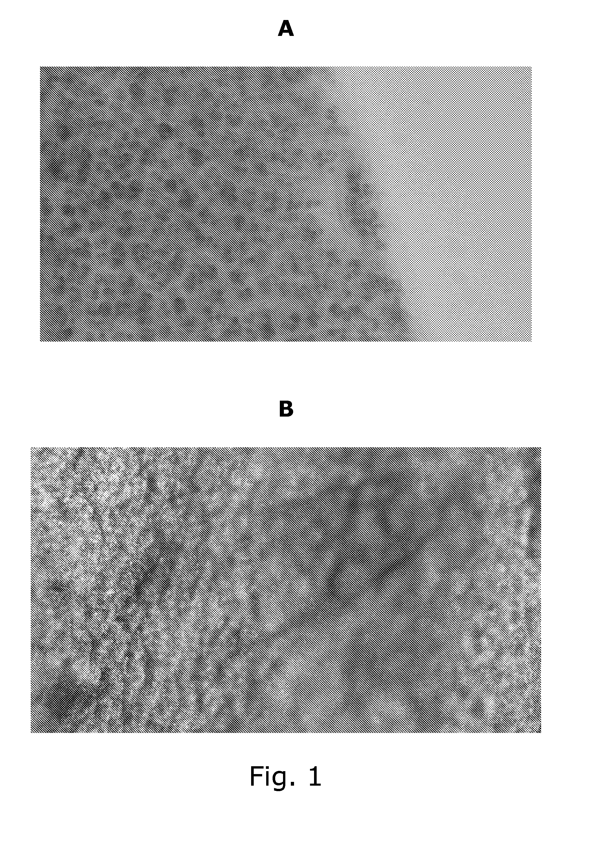 Compositions comprising fermented seaweed and/or algae