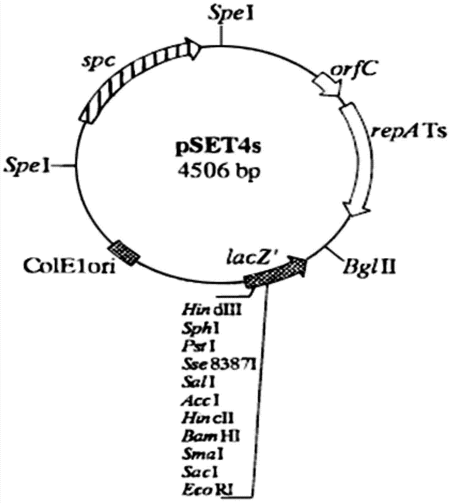 Streptococcus suis sbp_bac_5 gene deletion strain and its construction method and application