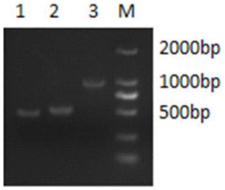 Streptococcus suis sbp_bac_5 gene deletion strain and its construction method and application