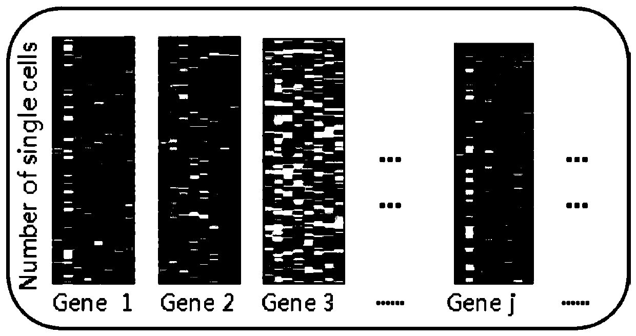 Method for deducing gene regulation network by using single cell transcription and gene knockout data