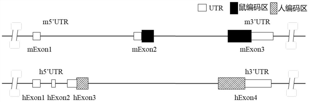 A2AR gene humanized non-human animal and construction method and application thereof