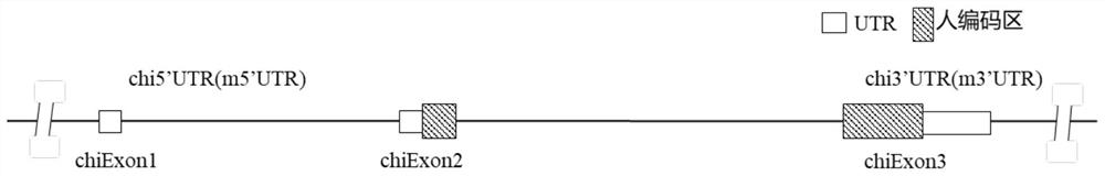 A2AR gene humanized non-human animal and construction method and application thereof