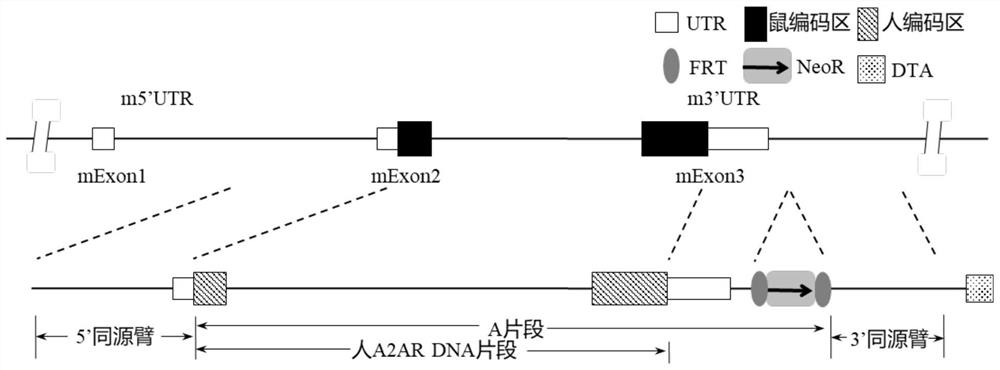 A2AR gene humanized non-human animal and construction method and application thereof