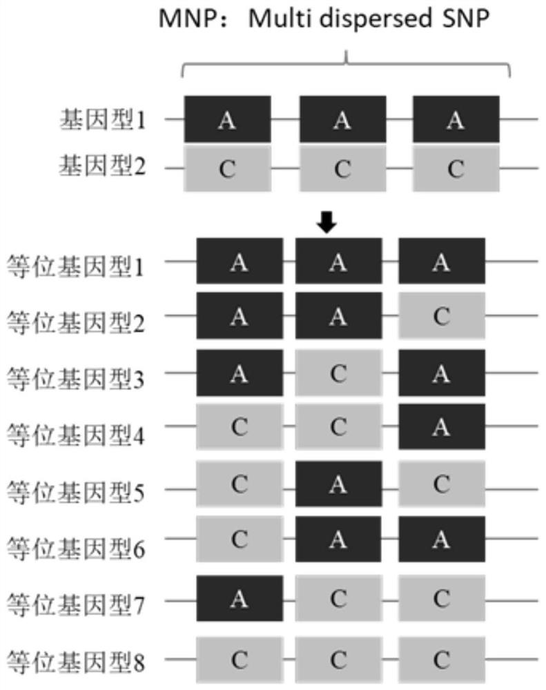 MNP (Mycobacterium tuberculosis) marker combination, primer pair combination, kit and application of MNP marker combination, primer pair combination and kit