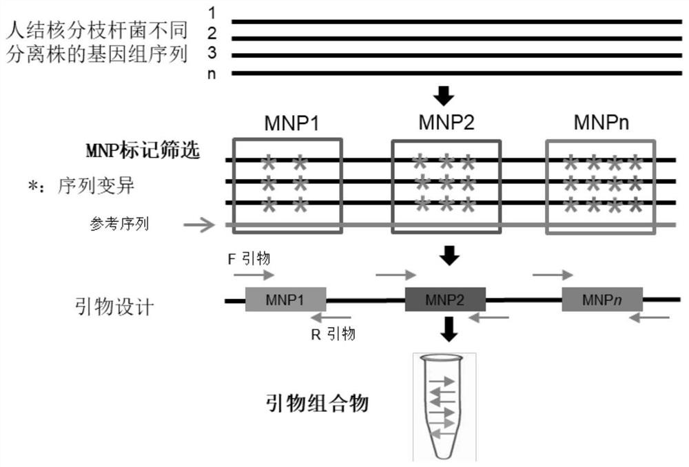 MNP (Mycobacterium tuberculosis) marker combination, primer pair combination, kit and application of MNP marker combination, primer pair combination and kit