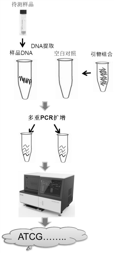 MNP (Mycobacterium tuberculosis) marker combination, primer pair combination, kit and application of MNP marker combination, primer pair combination and kit