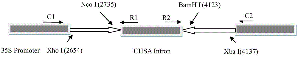 The rna interference carrier of Bactrocera dorsalis sodium ion channel gene and its construction method and application