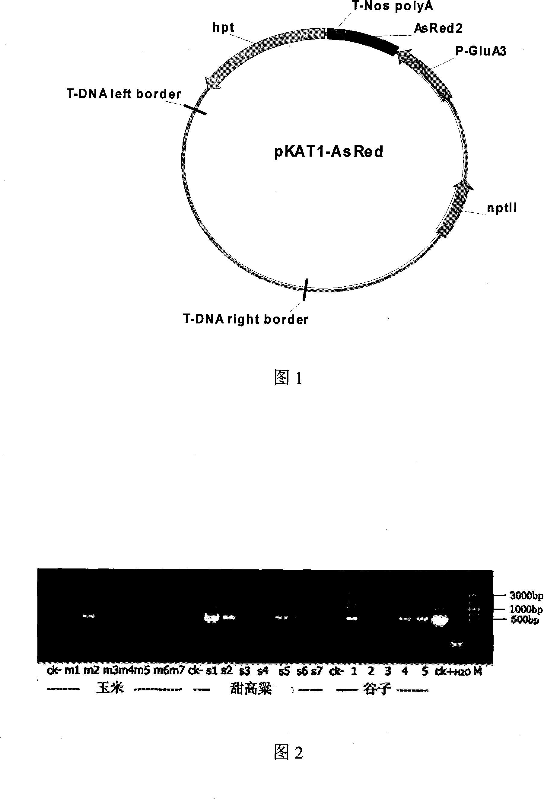 Modified method for transforming gramineous crop by agrobacterium mediation flower-dipping method