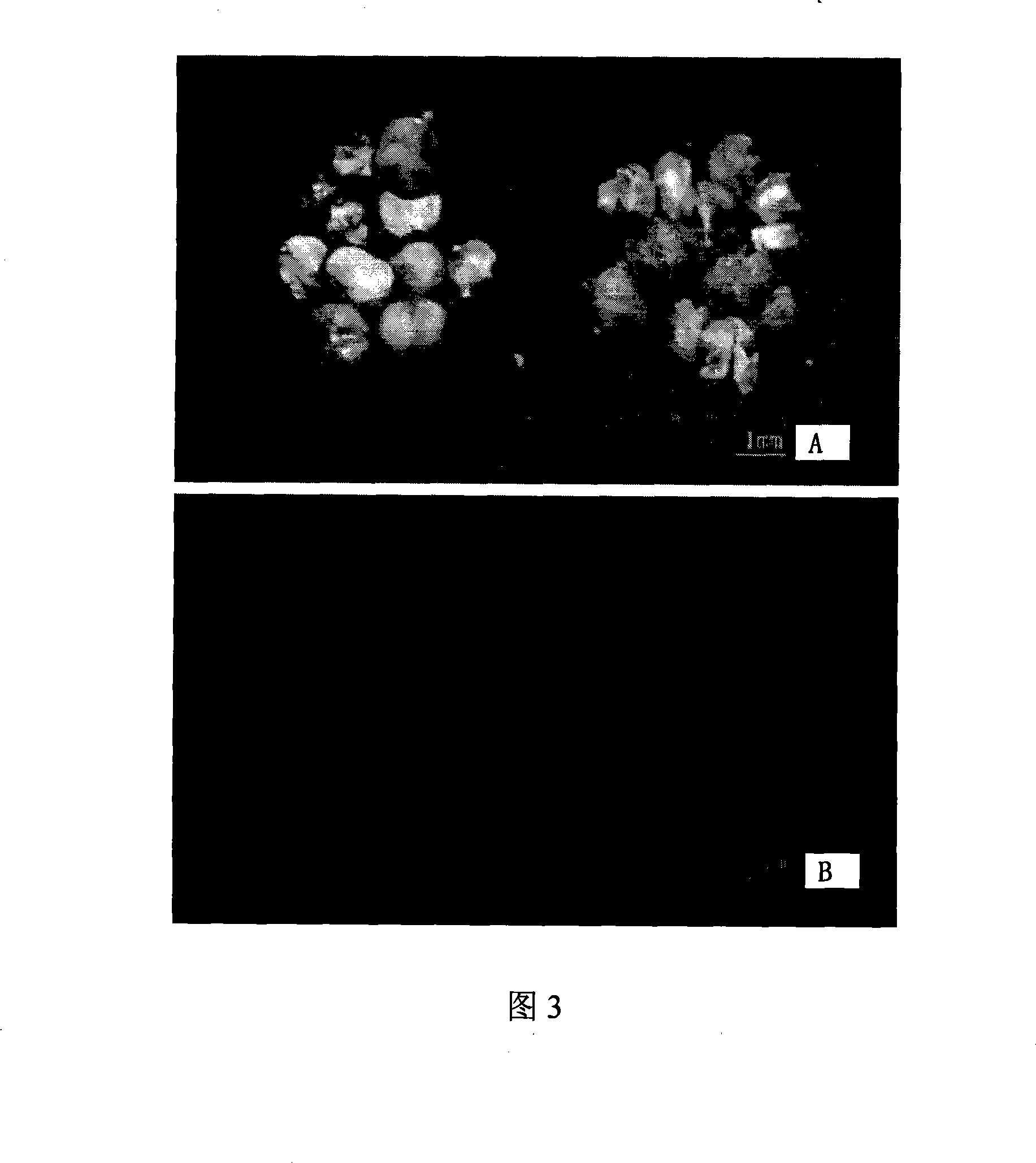 Modified method for transforming gramineous crop by agrobacterium mediation flower-dipping method