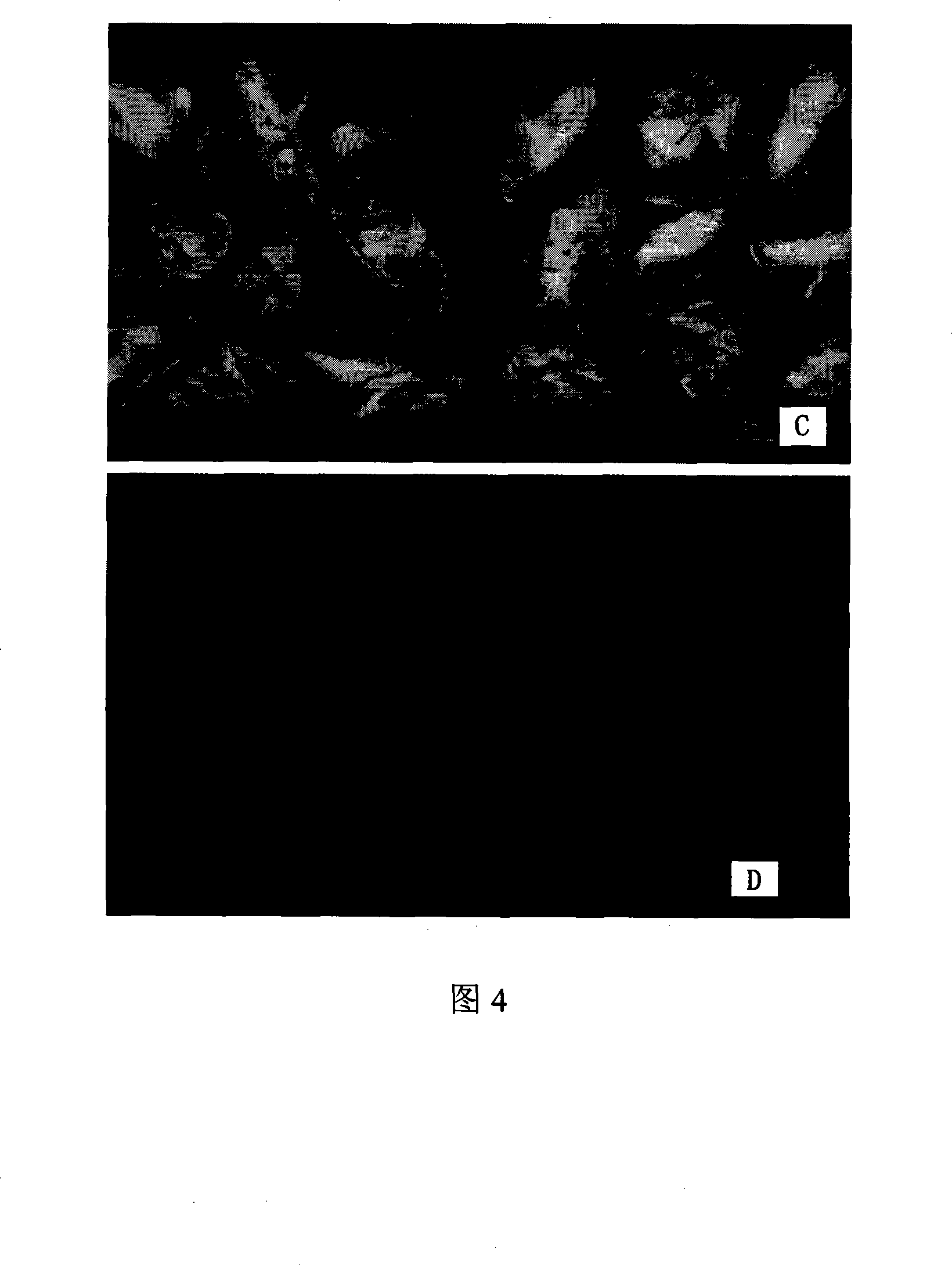 Modified method for transforming gramineous crop by agrobacterium mediation flower-dipping method