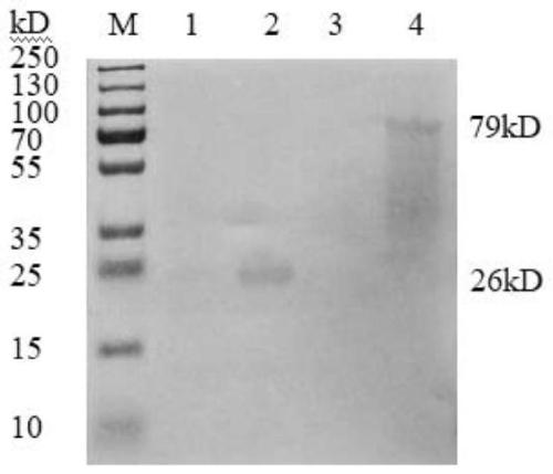 Multi-epitope antigen of porcine epidemic diarrhea virus, and encoding gene, preparation method and application thereof