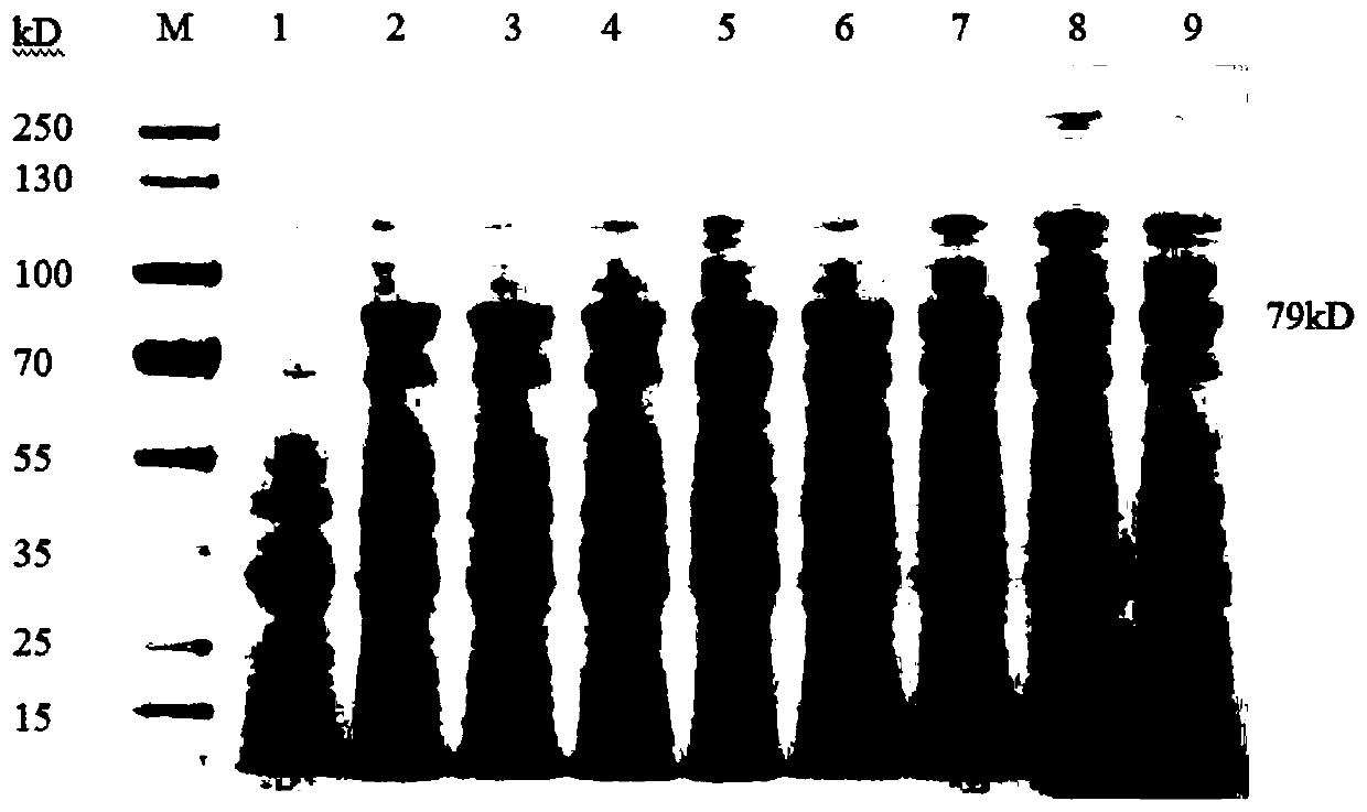 Multi-epitope antigen of porcine epidemic diarrhea virus, and encoding gene, preparation method and application thereof