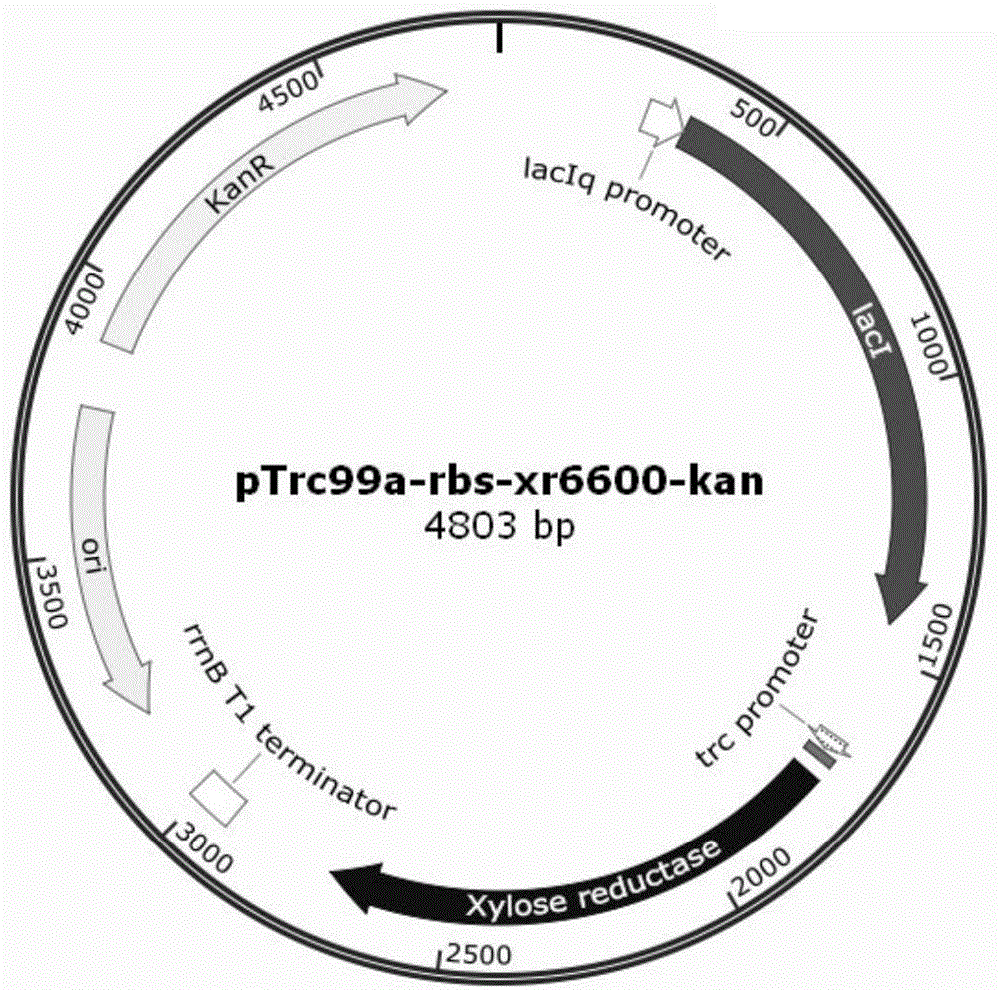 Escherichia coli genome integration vector, genetically engineered bacterium and application of genetically engineered bacterium to xylitol production