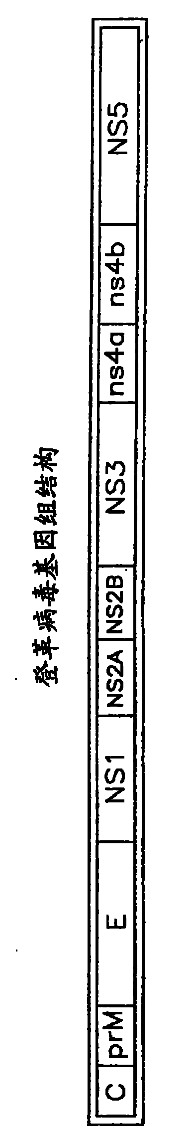 Optimized dengue virus entry inhibitory peptide (DN81)