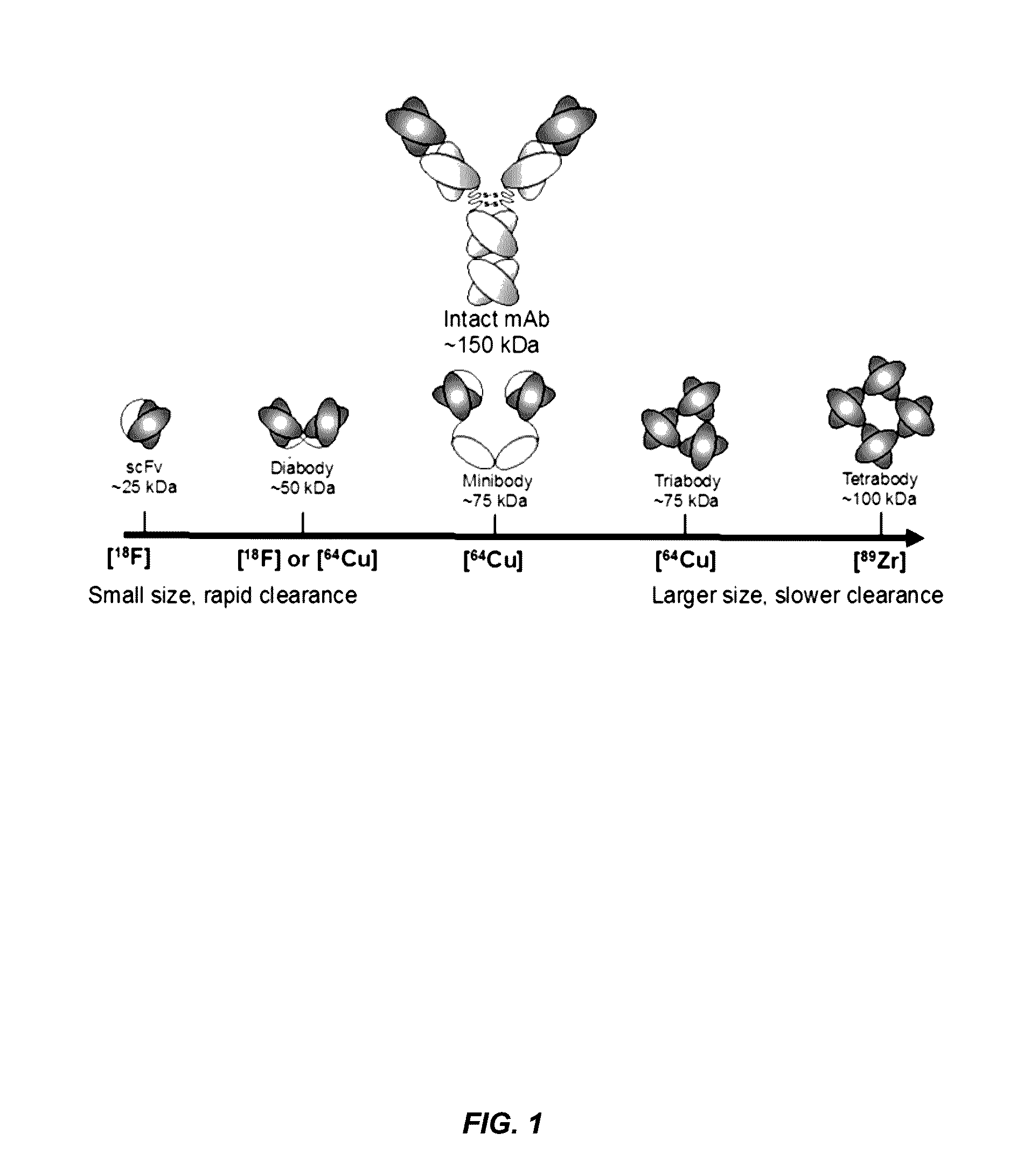 Alpha-v beta-6 integrin-binding antibody fragments