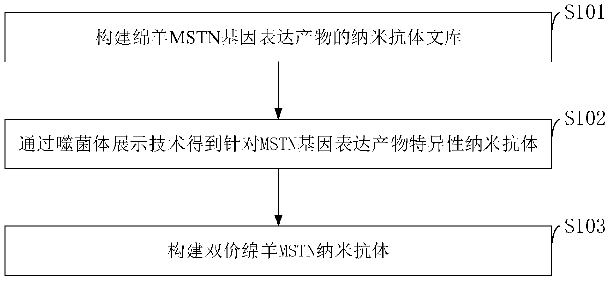MSTN nano antibody, construction method and application thereof