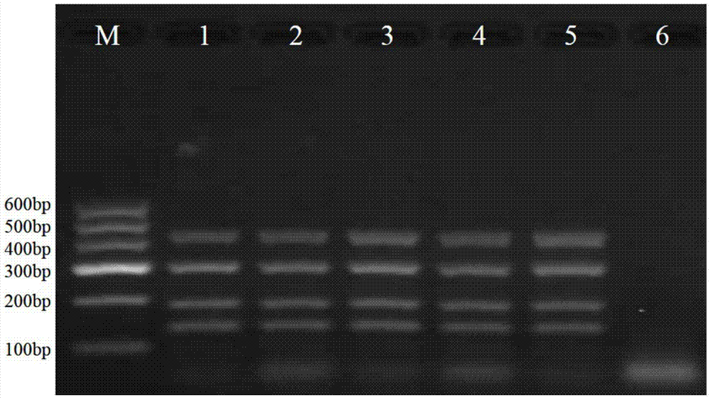 A method for amplifying four genes of Botrytis cinerea and its multiplex PCR primer set