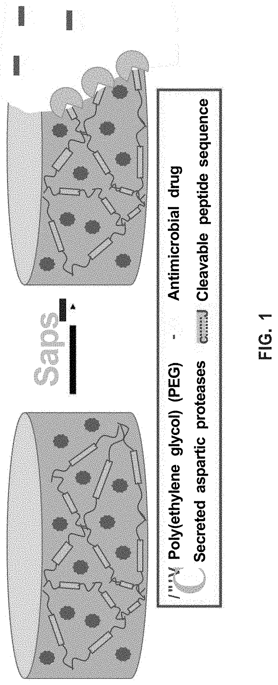 Aspartic protease-triggered antifungal hydrogels