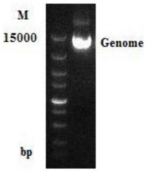 Glutamic acid decarboxylase recombinant bacterium, and construction method and application thereof
