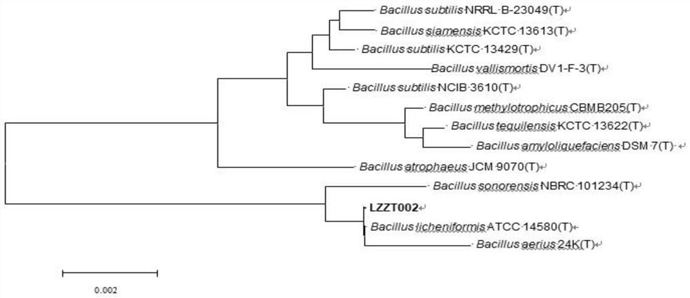 A strain of Bacillus licheniformis and its application