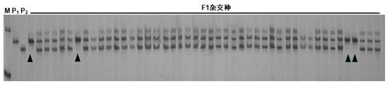A primer for identifying the seed purity of non-heading Chinese cabbage Sujun 316 and its application