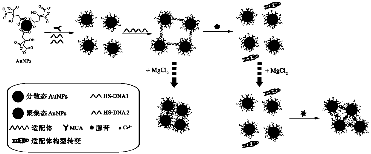 Preparation method and application of a visualized gold nanoparticle probe