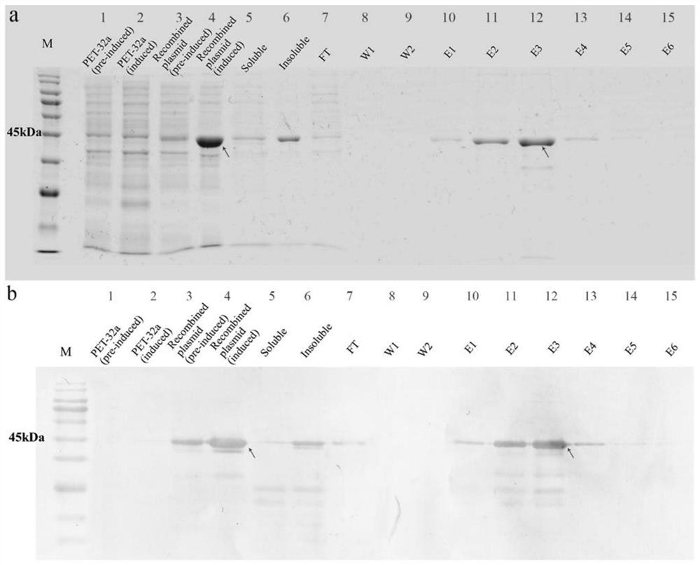 A kind of serine protease inhibitor serpin7 gene of diamondback moth and its application