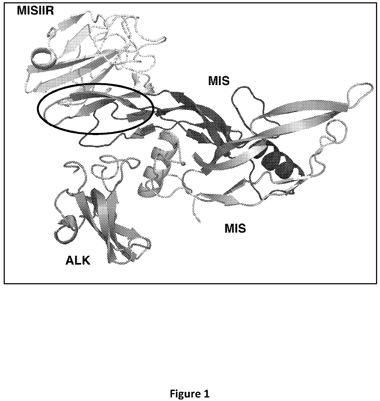 Chimera of bone morphogenic protein 2 and the Müllerian-inhibiting substance type II receptor binding region of Müllerian-inhibiting substance