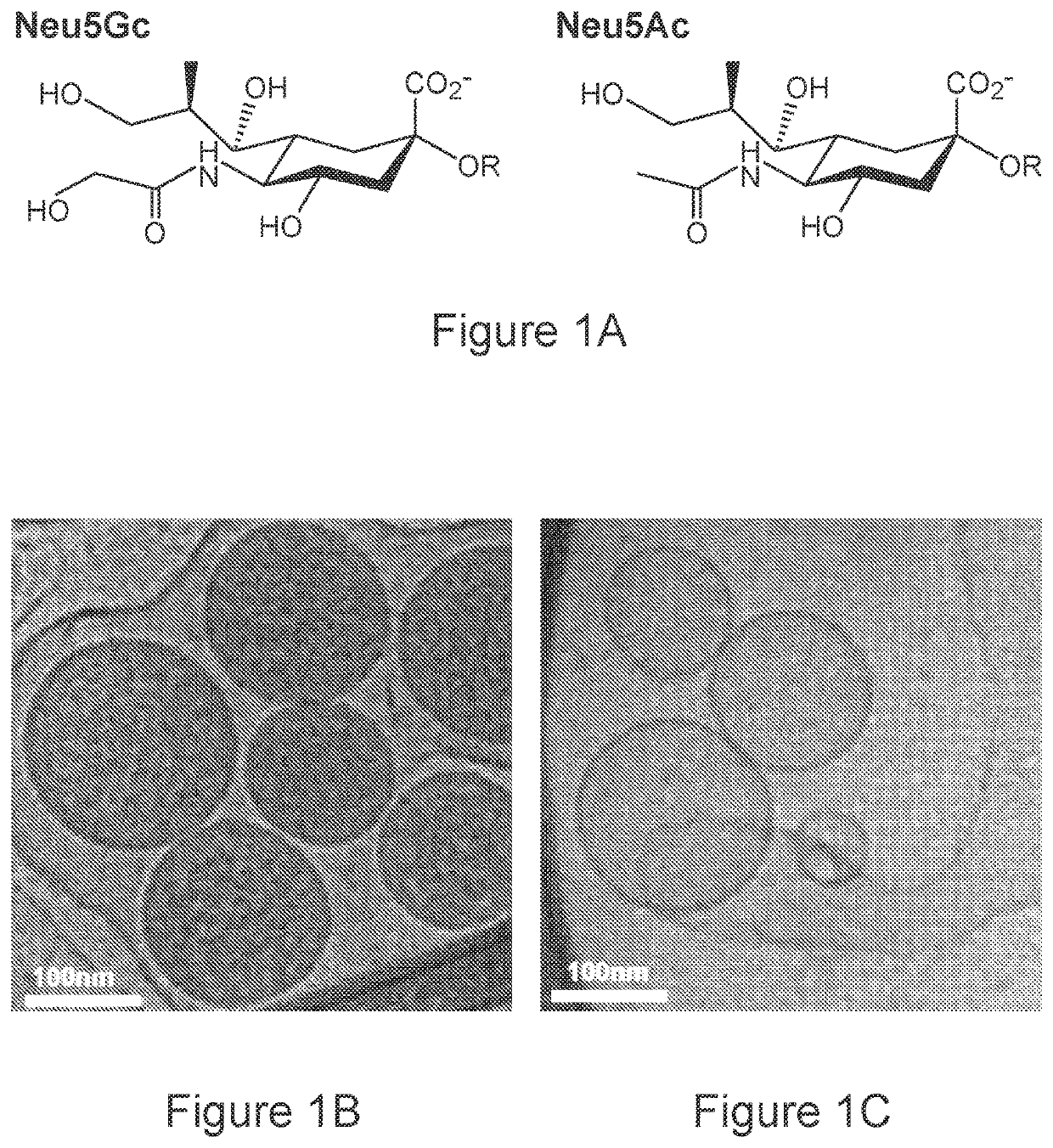 Immunogenic compositions containing n-glycol ylneuraminic acid bearing nanoparticles