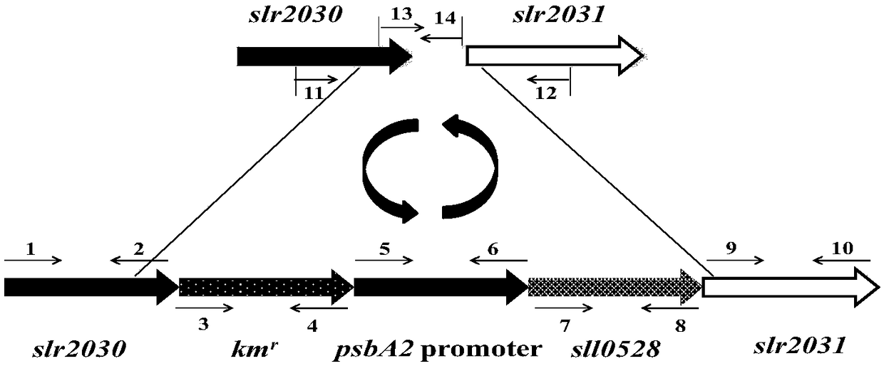 Method for improving ammonium salt tolerance of synechocystis PCC6803 and application
