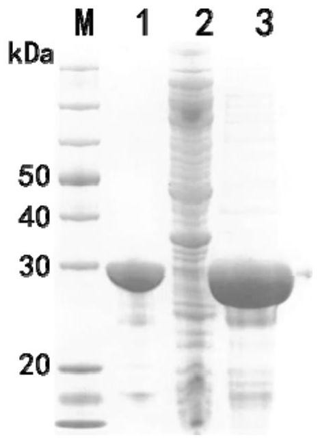 A colloidal gold test strip for rapid detection of oyster herpes virus oshv-1 and its application