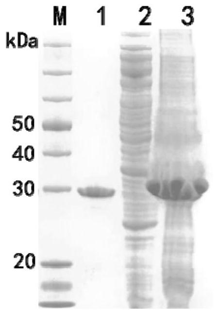 A colloidal gold test strip for rapid detection of oyster herpes virus oshv-1 and its application