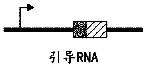 Programmable cas9-recombinase fusion proteins and uses thereof