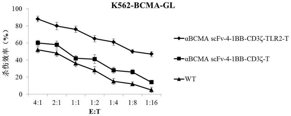 Chimeric antigen receptor T cell targeting BCMA and application of chimeric antigen receptor T cell