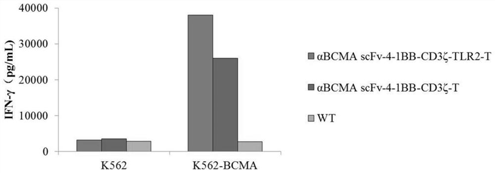 Chimeric antigen receptor T cell targeting BCMA and application of chimeric antigen receptor T cell